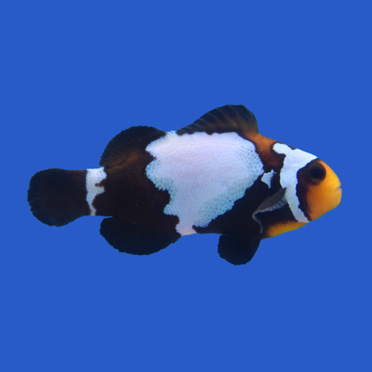 Phantom Snowflake Clownfish - Aquacultured