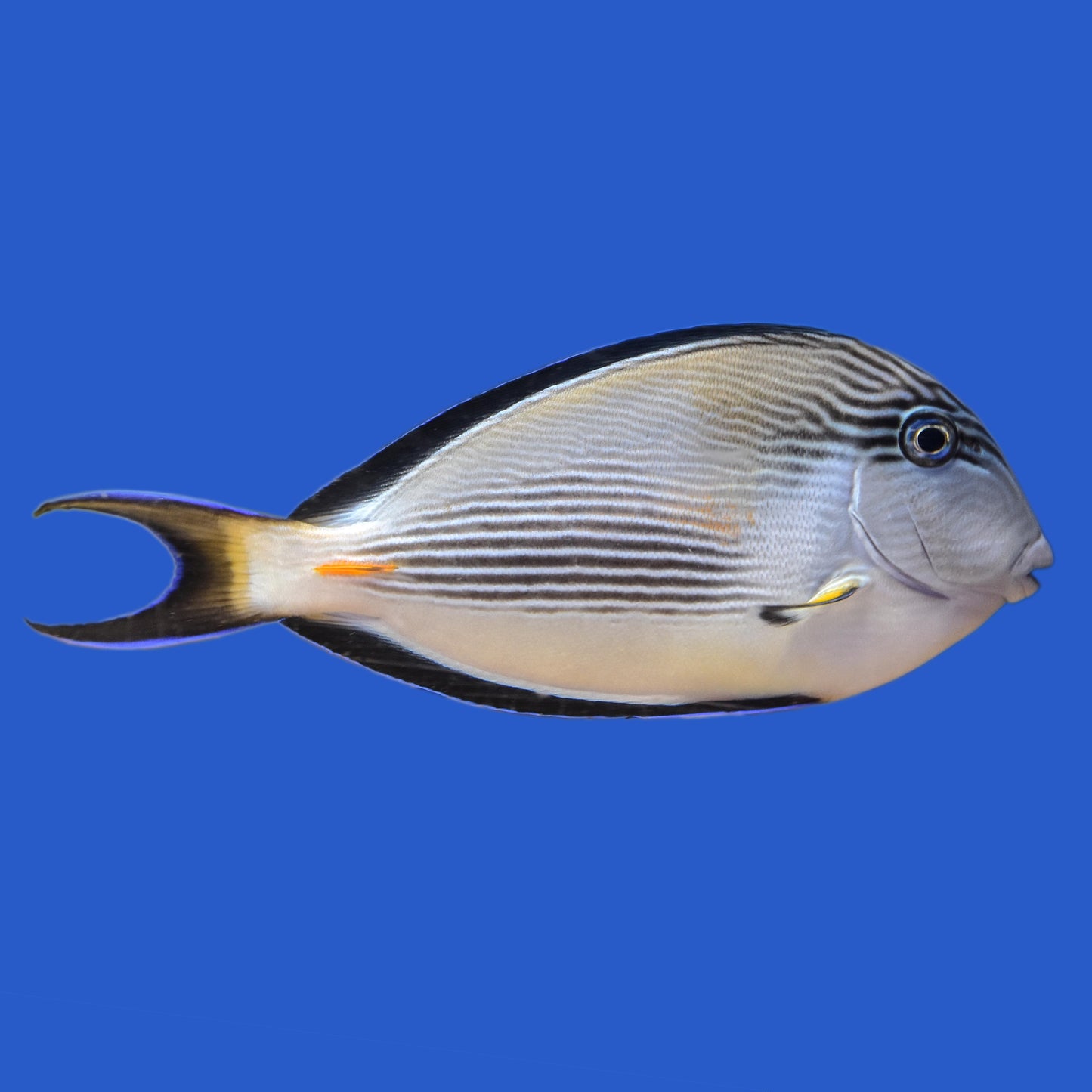 Sohal Tang WYSIWYG