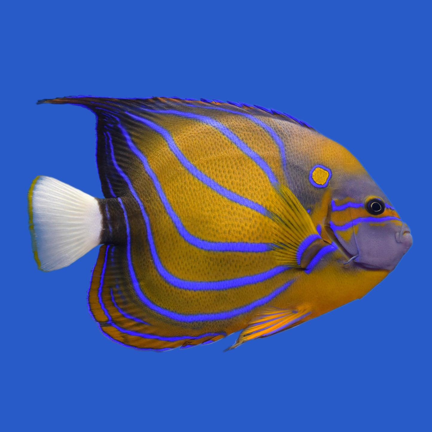 Blue Ring Angelfish WYSIWYG