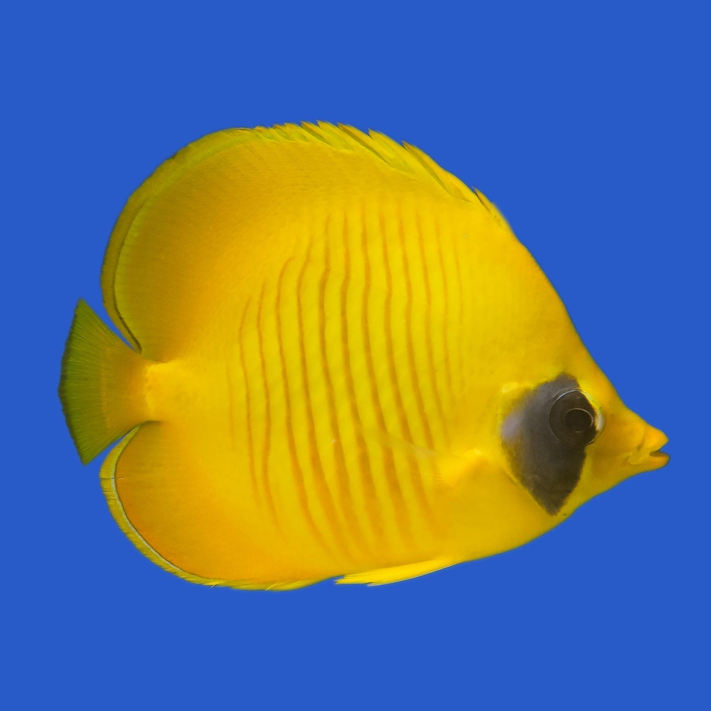 Golden Butterflyfish WYSIWYG