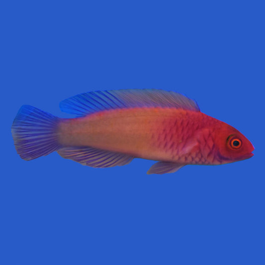 Roseyscale Fairy Wrasse