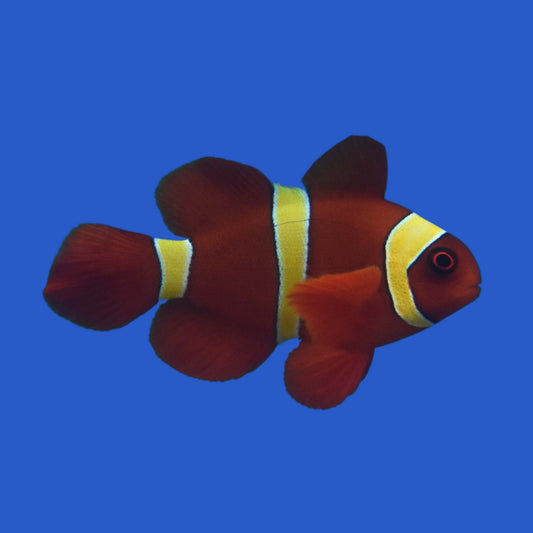 Gold Bar Maroon Clownfish