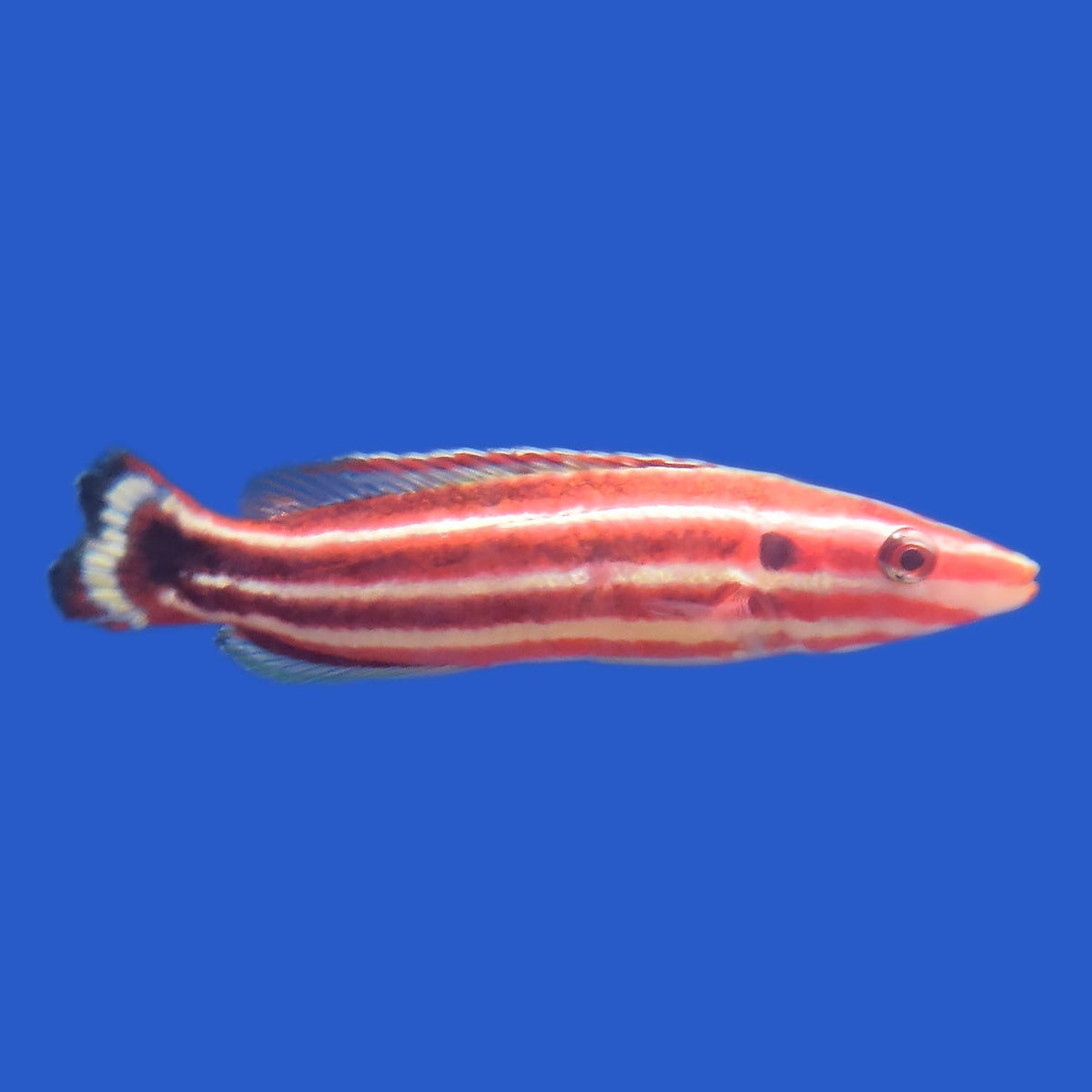 Red Hogfish WYSIWYG