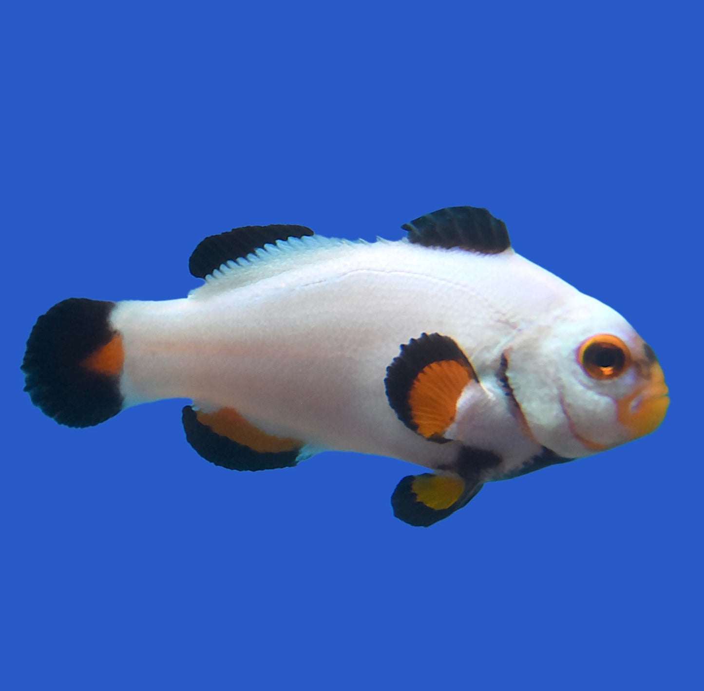 Platnium Clownfish