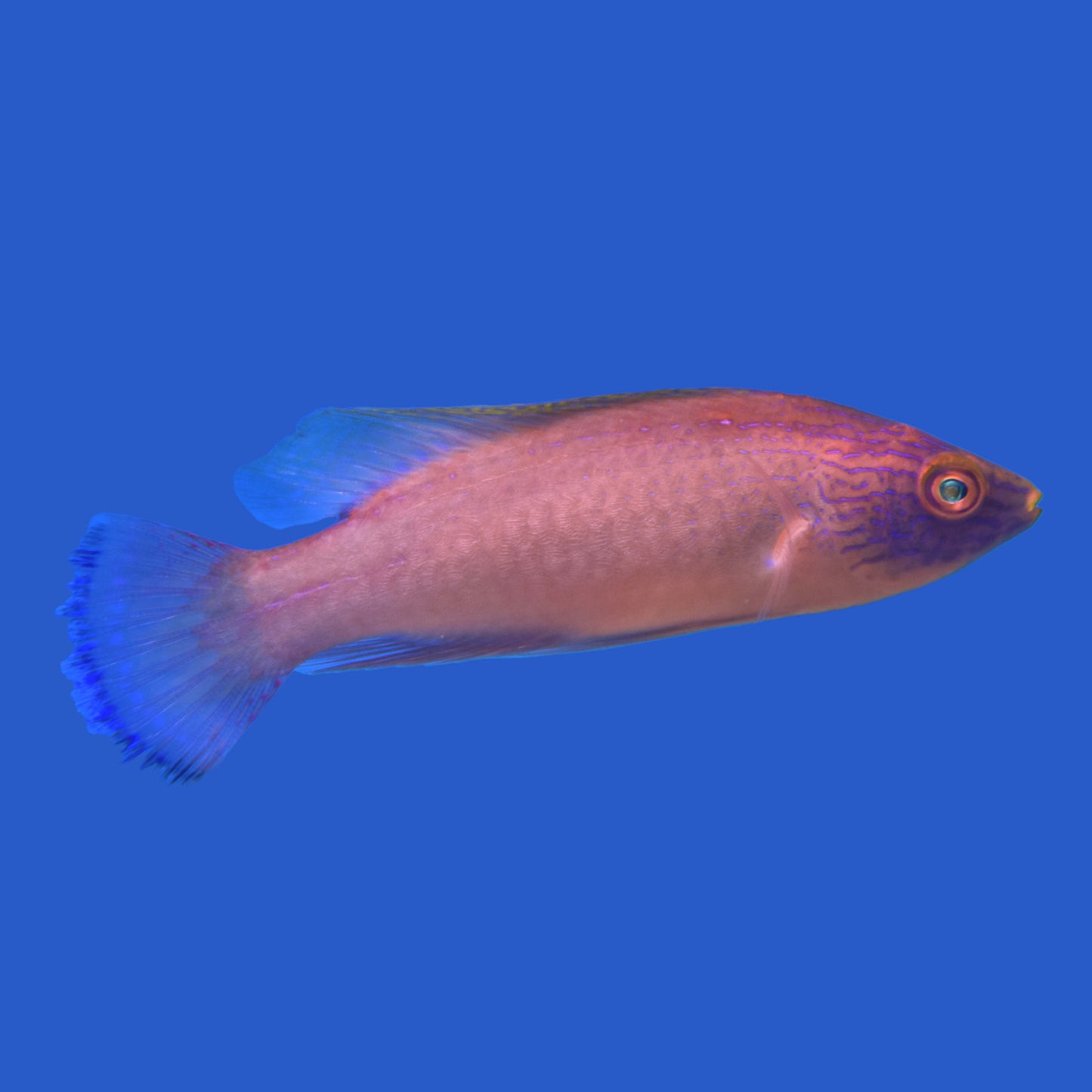 Rhomboid Fairy Wrasse