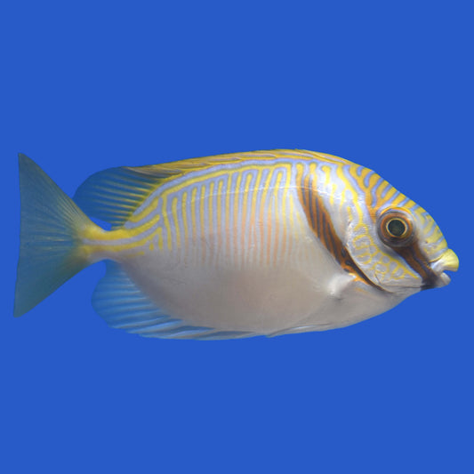 Golden Lined Rabbit Fish - Aquacultured