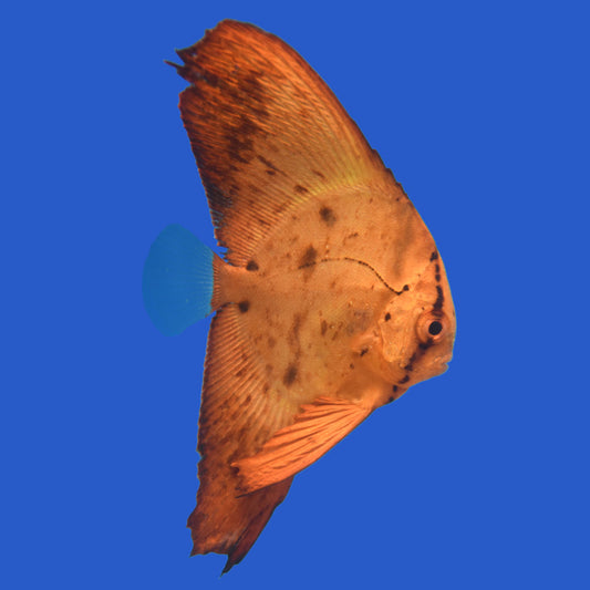 Orbic Batfish