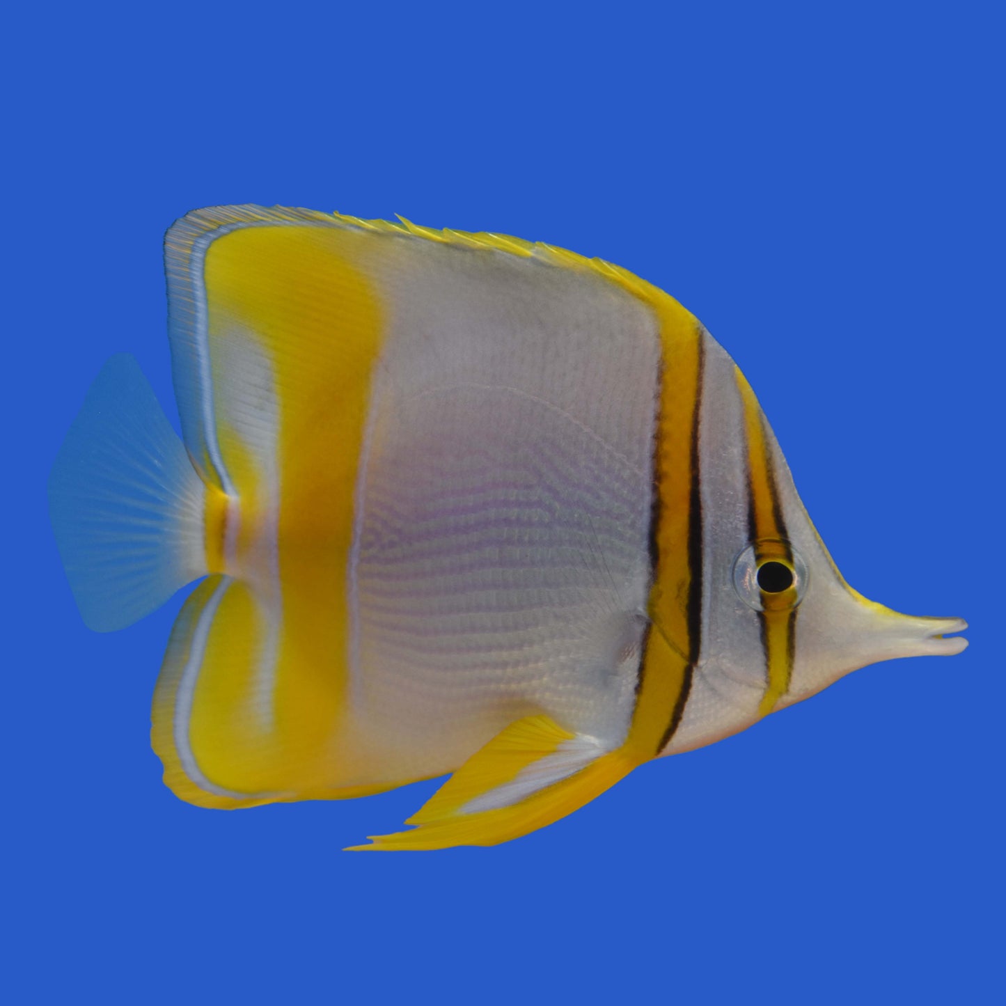 Marginalis Butterflyfish WYSIWYG