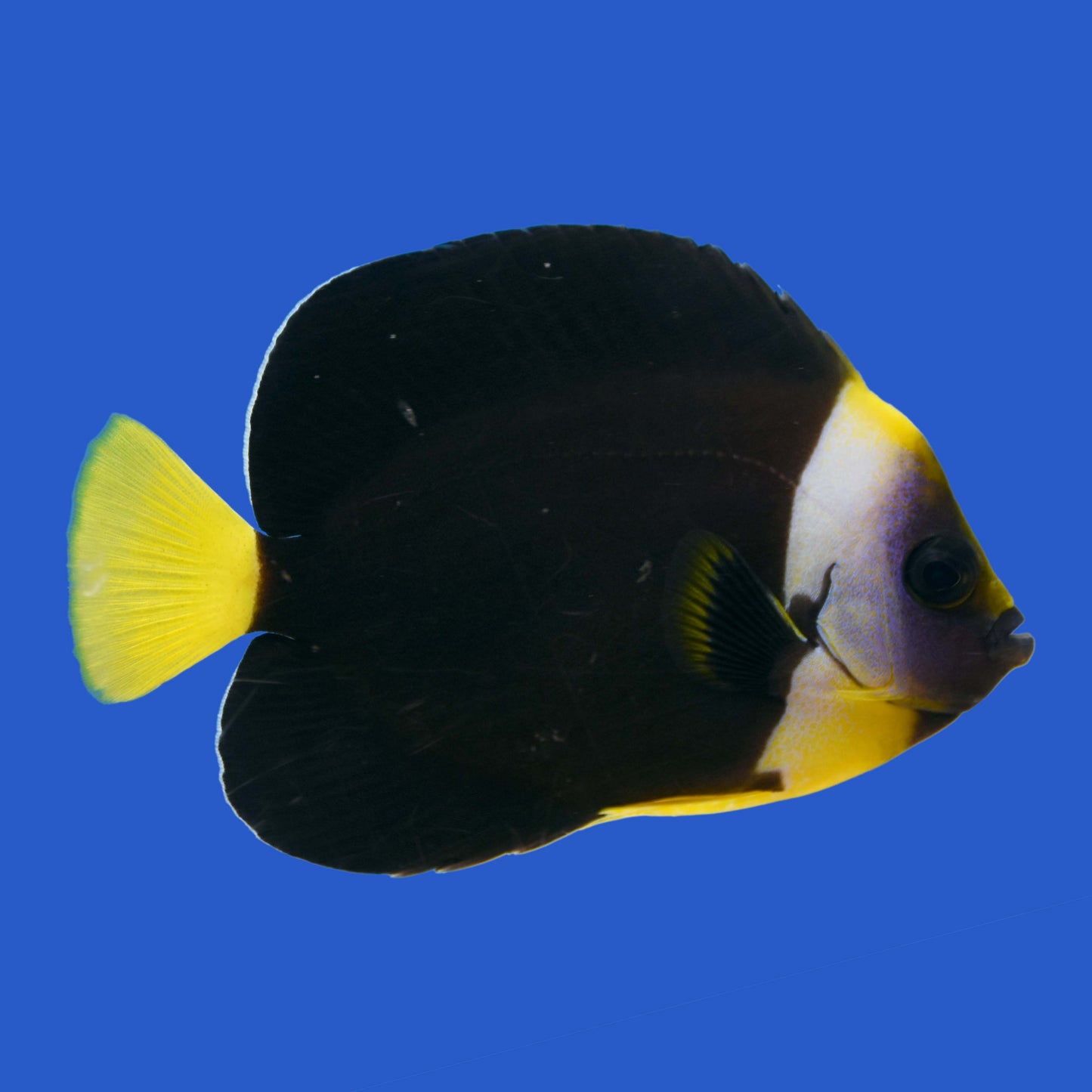 False Personifer Angelfish (Pair) WYSIWYG
