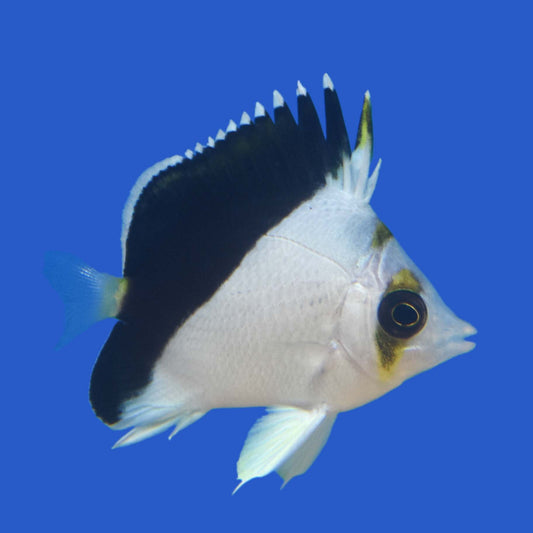 Burgess x Declives Hybrid Butterflyfish WYSIWYG