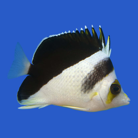 Burges Butterflyfish (Marshall Islands) WYSIWYG