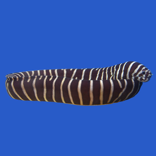 Zebra Moray Eel