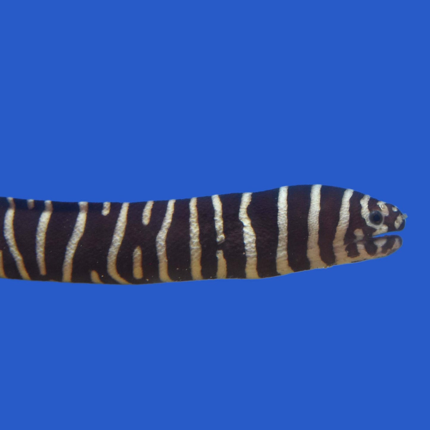Zebra Moray Eel