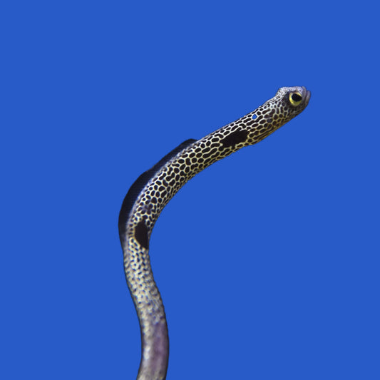 Hass's Garden Eel