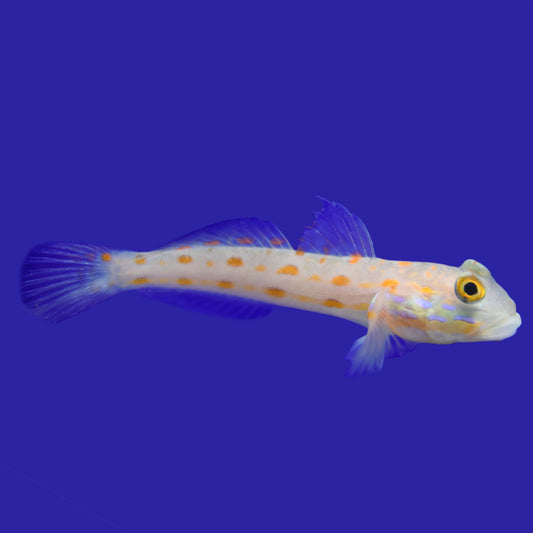 Diamond Goby