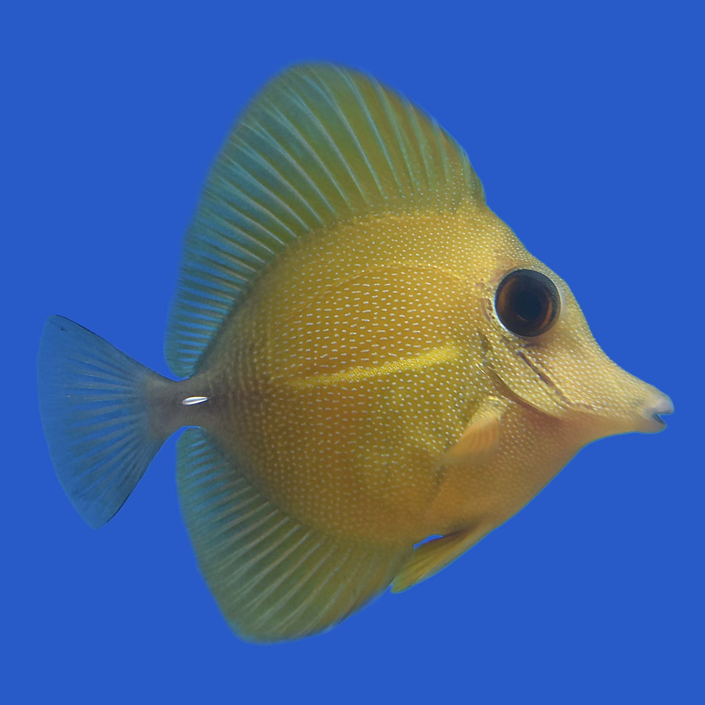 Yellow Scopas Hybrid Tang