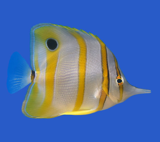 Copperband Butterflyfish (Australian)