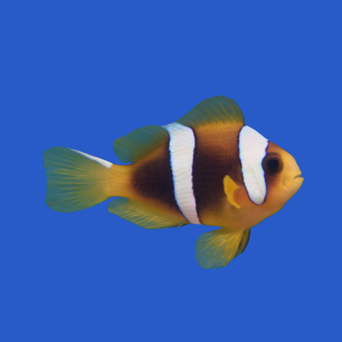 Latifasciatus x Bicinctus Clownfish Hybrid WYSIWYG