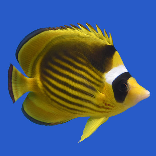 Raccoon Butterflyfish (Red Sea) WYSIWYG