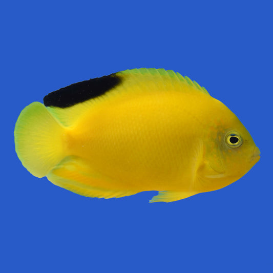 Woodhead Angelfish