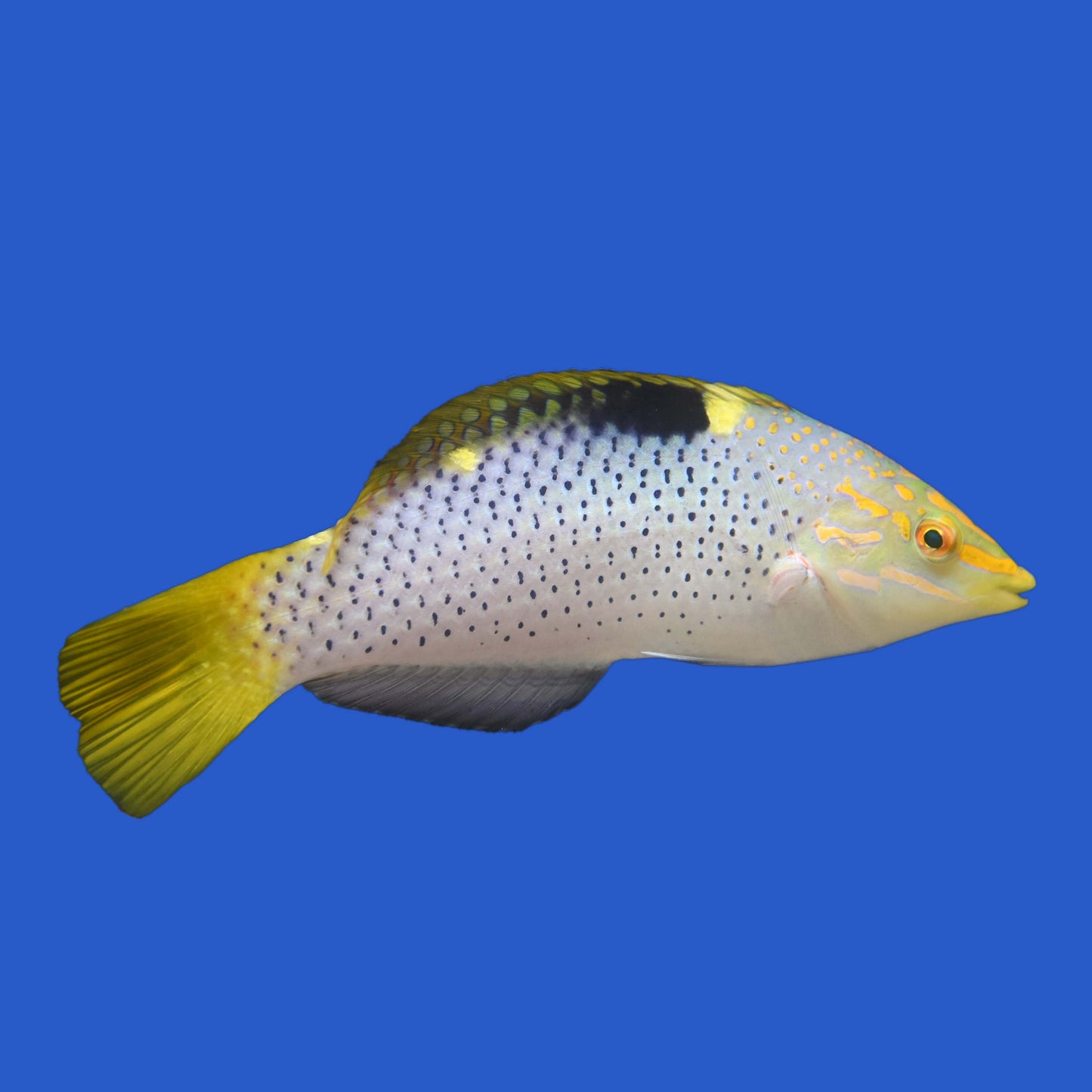 Checkerboard Wrasse