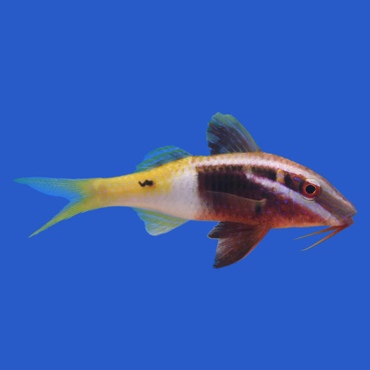 Bicolor Goatfish