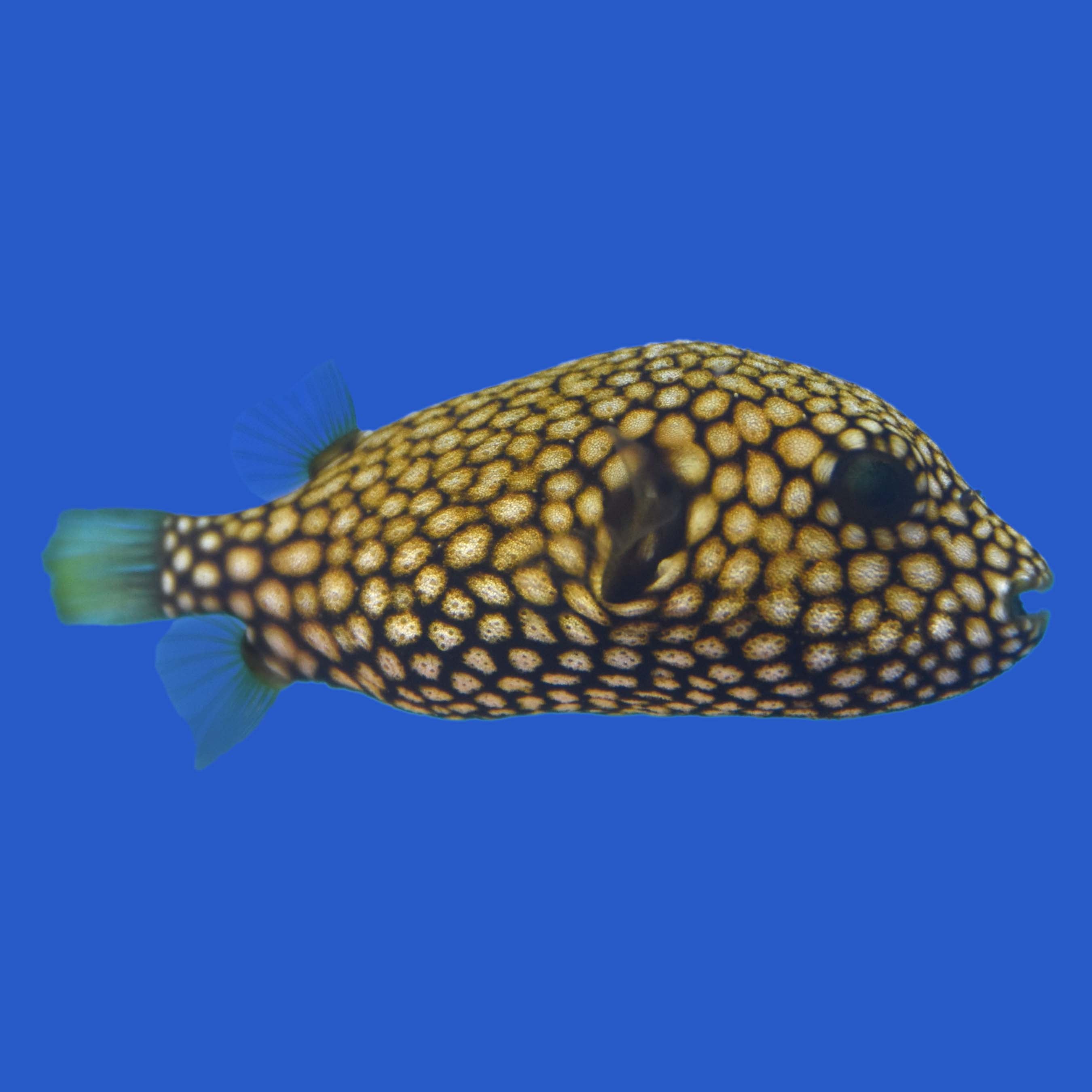 black box puffer fish Mappa Pufferfish – Aquatic Collection Aquarium