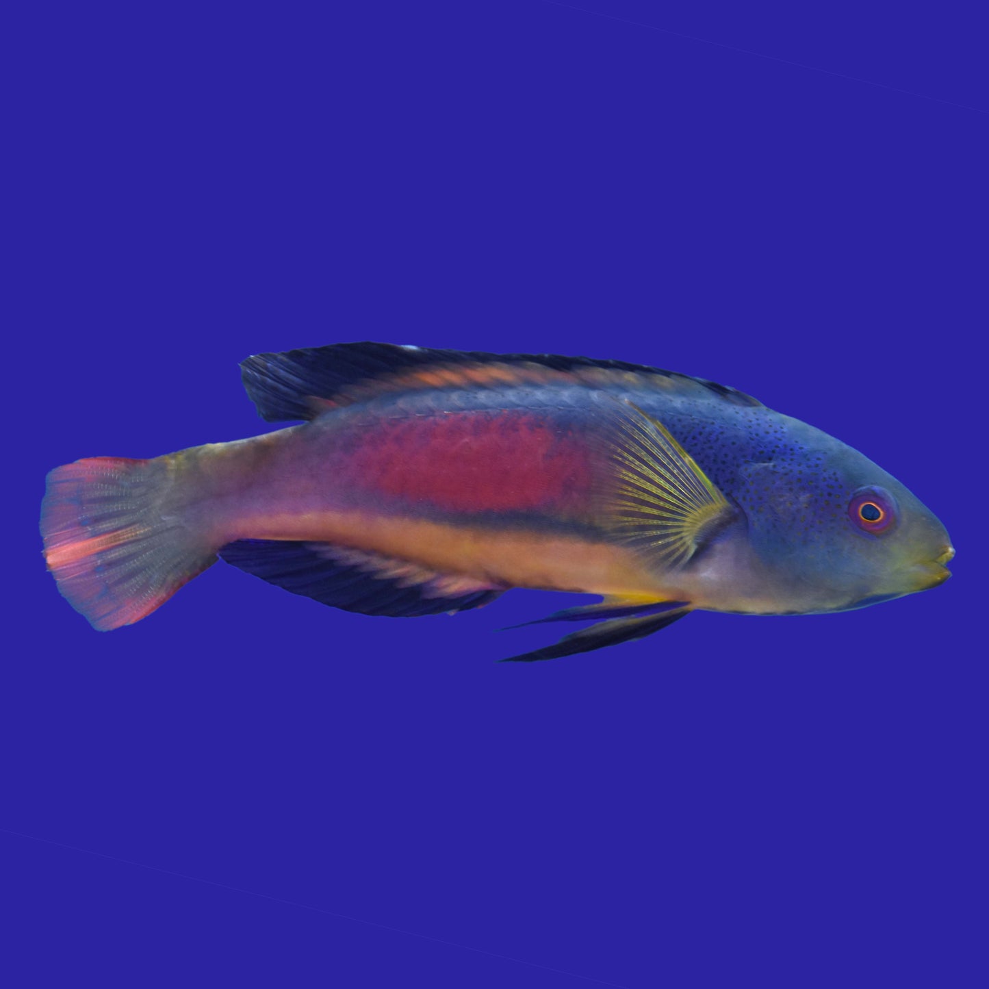 Scotts Fairy Wrasse