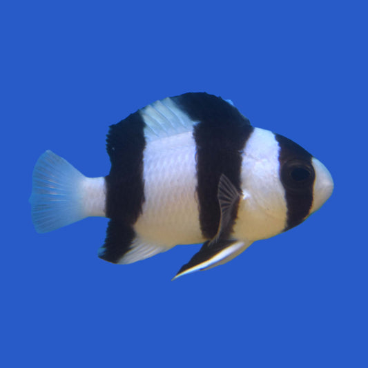 Tuxedo Damselfish
