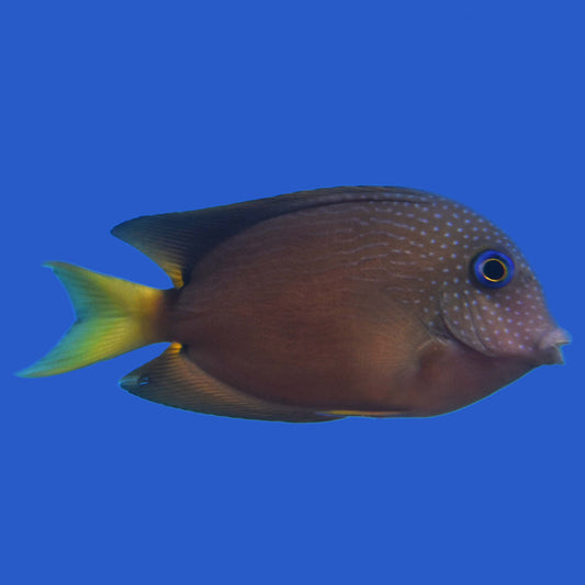 Two Spot Bristletooth Tang