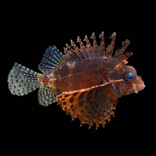 Fuzzy Dwarf Lionfish