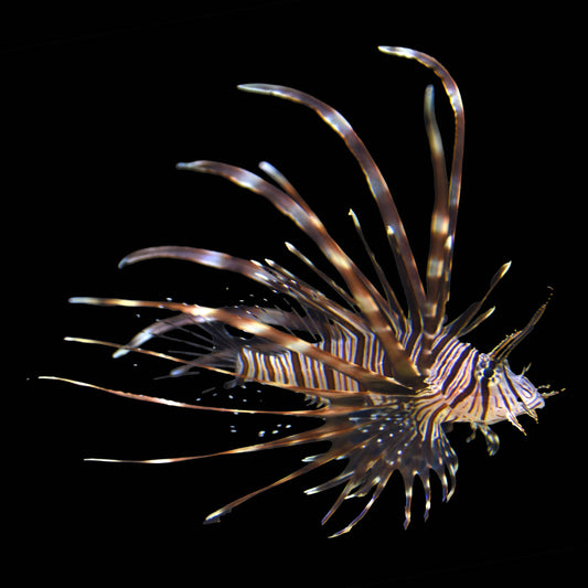 Volitan Lionfish