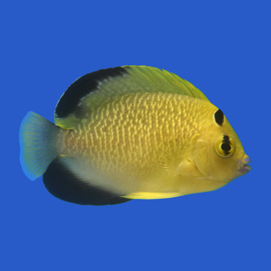 Goldflake Angelfish (Tank Raised) WYSIWYG