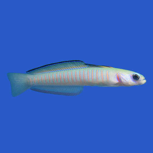 Zebra Dartfish