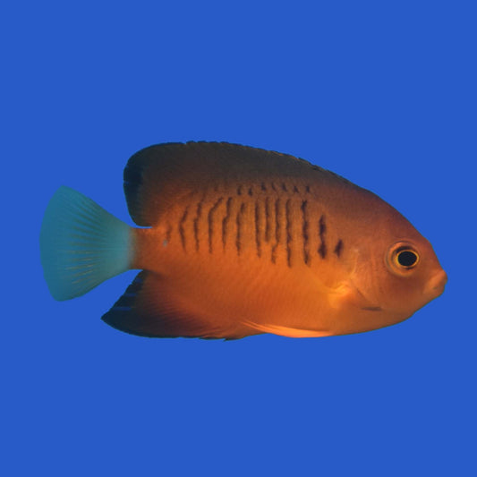 Shepard's Angelfish