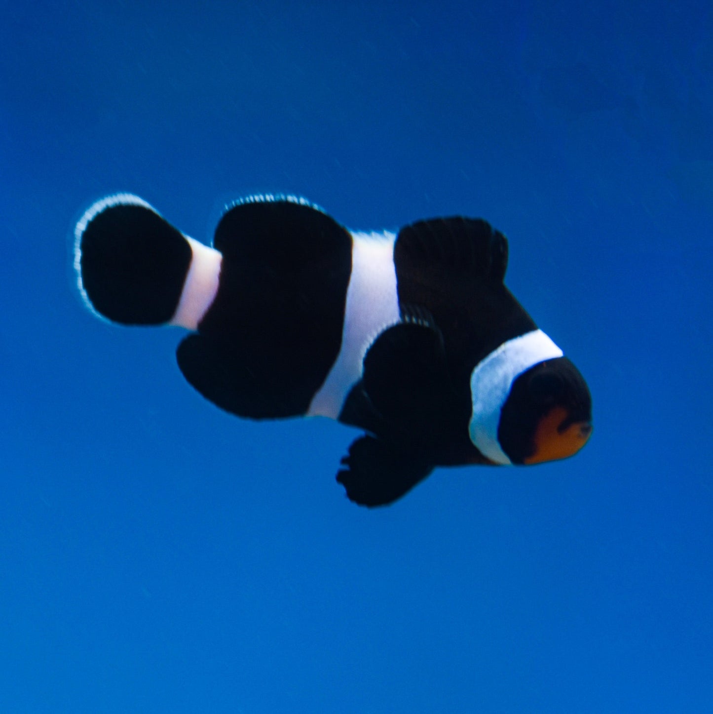Darwin Clownfish - Aquacultured