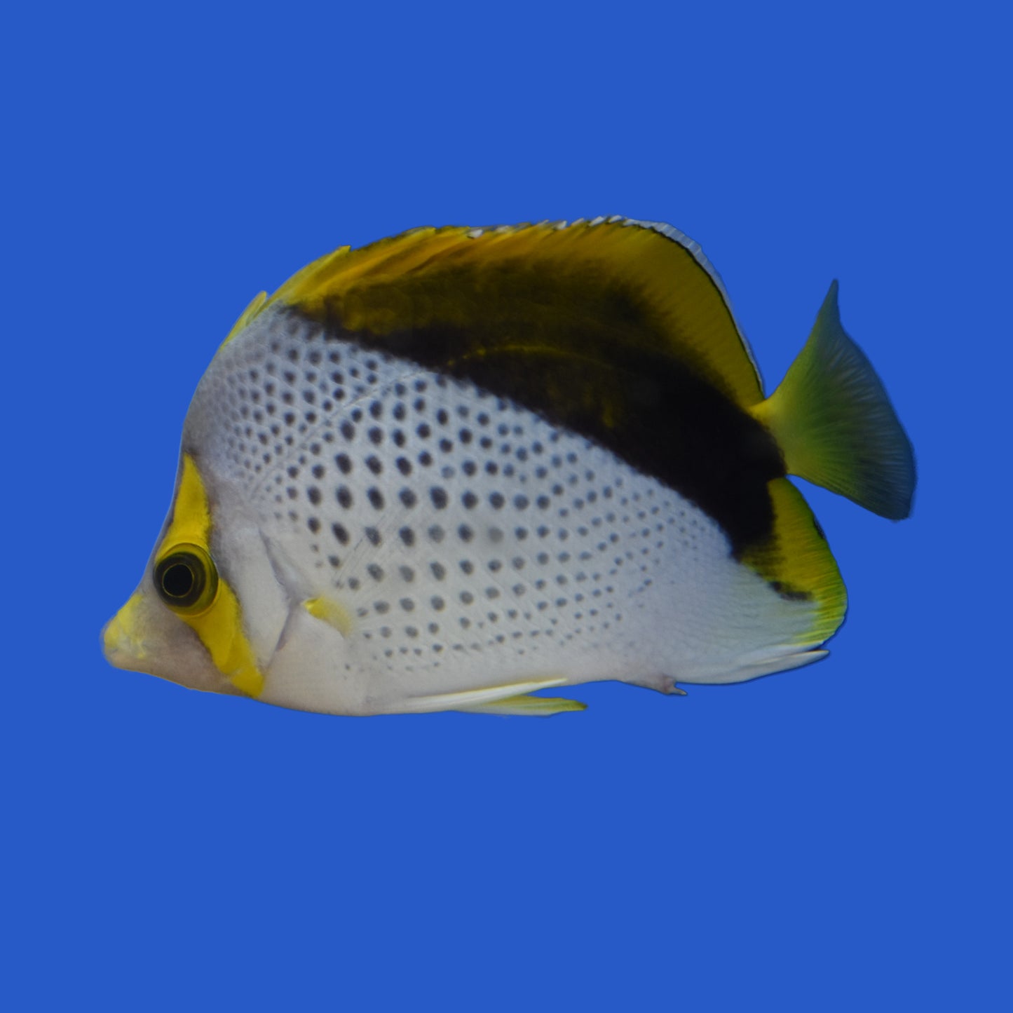 Declives Butterflyfish WYSIWYG