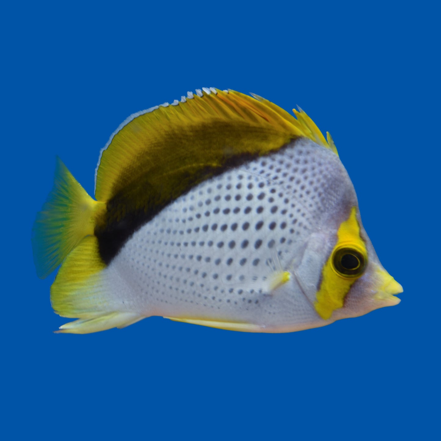 Declives Butterflyfish