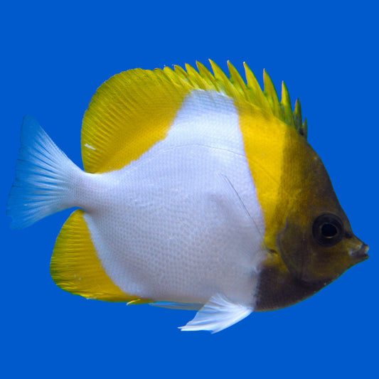 Pyramid Butterflyfish