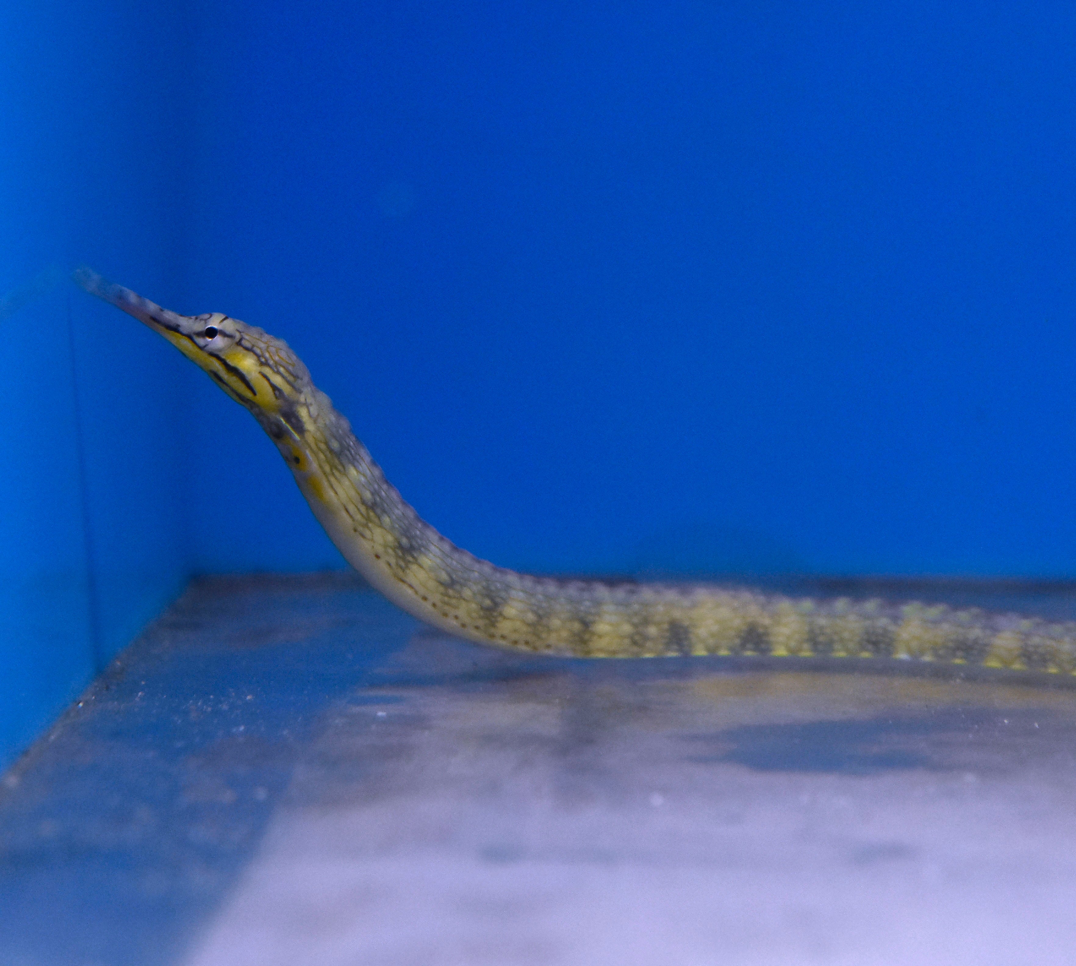 Dragonface Pipefish Aquatic Collection Aquarium