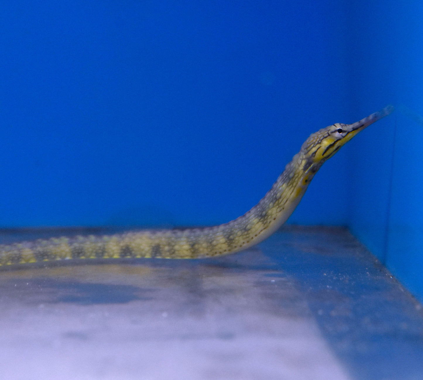 Dragonface Pipefish