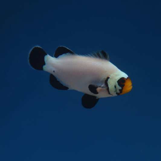 Flurry Clownfish - Aquacultured