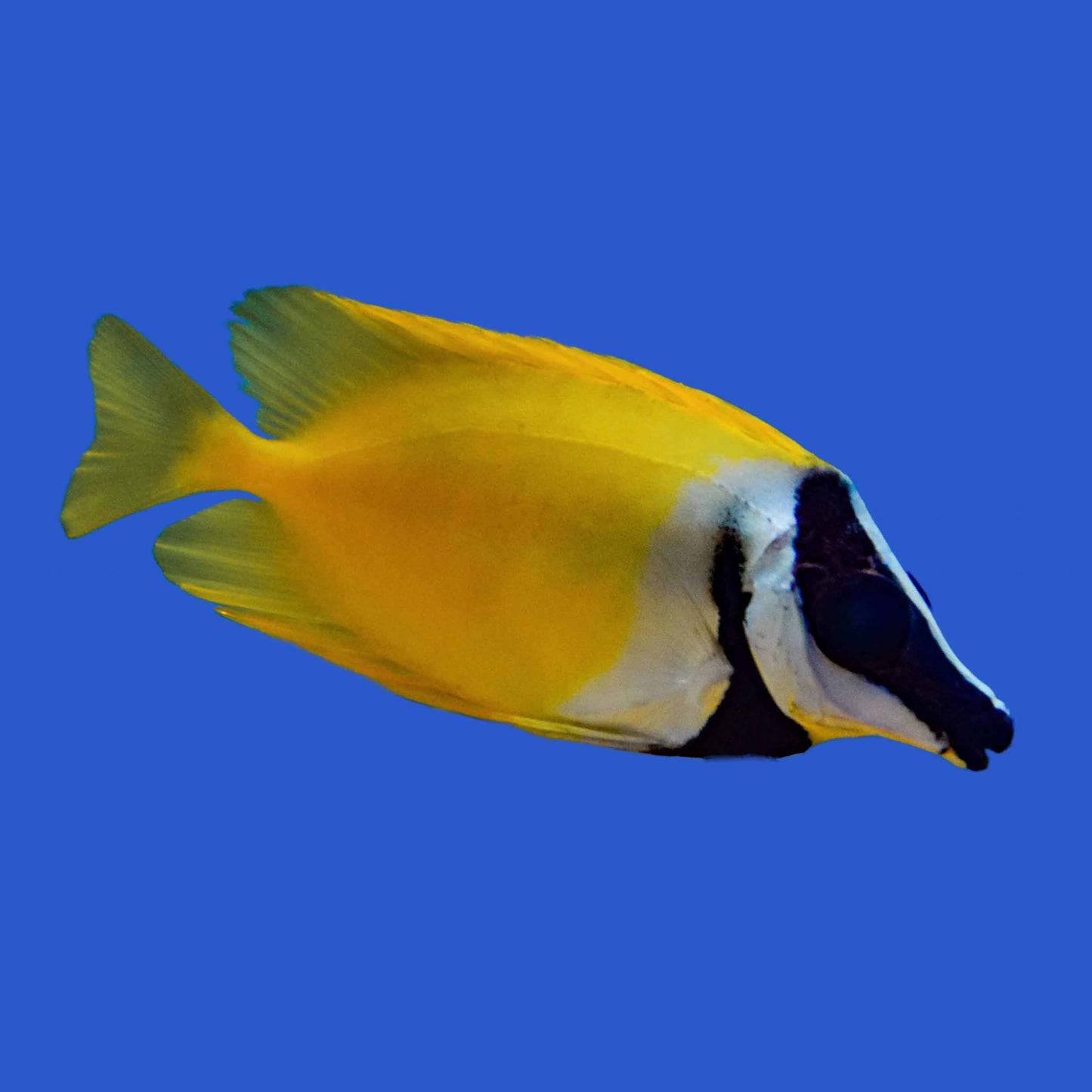 Foxface Rabbitfish