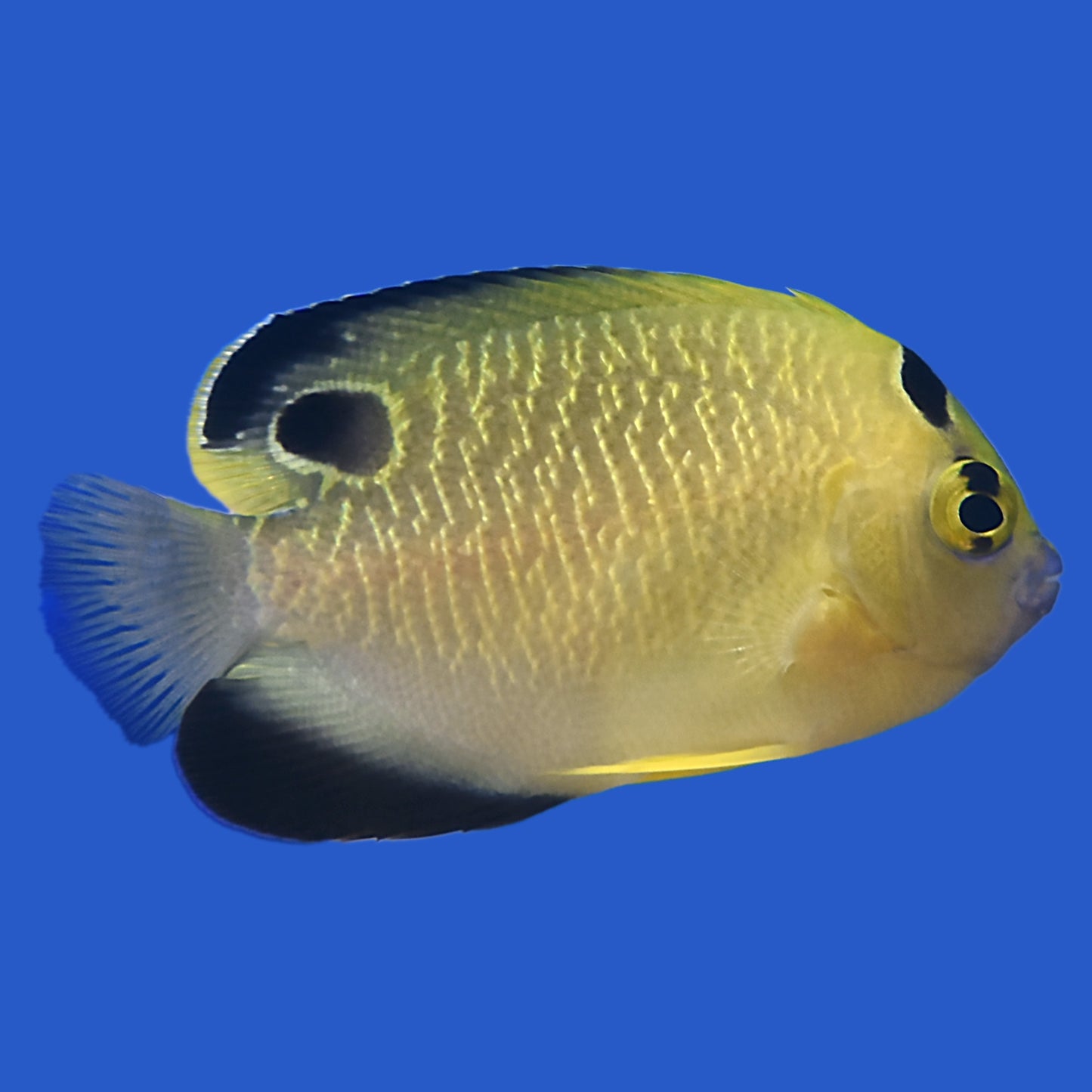 Goldflake Angelfish