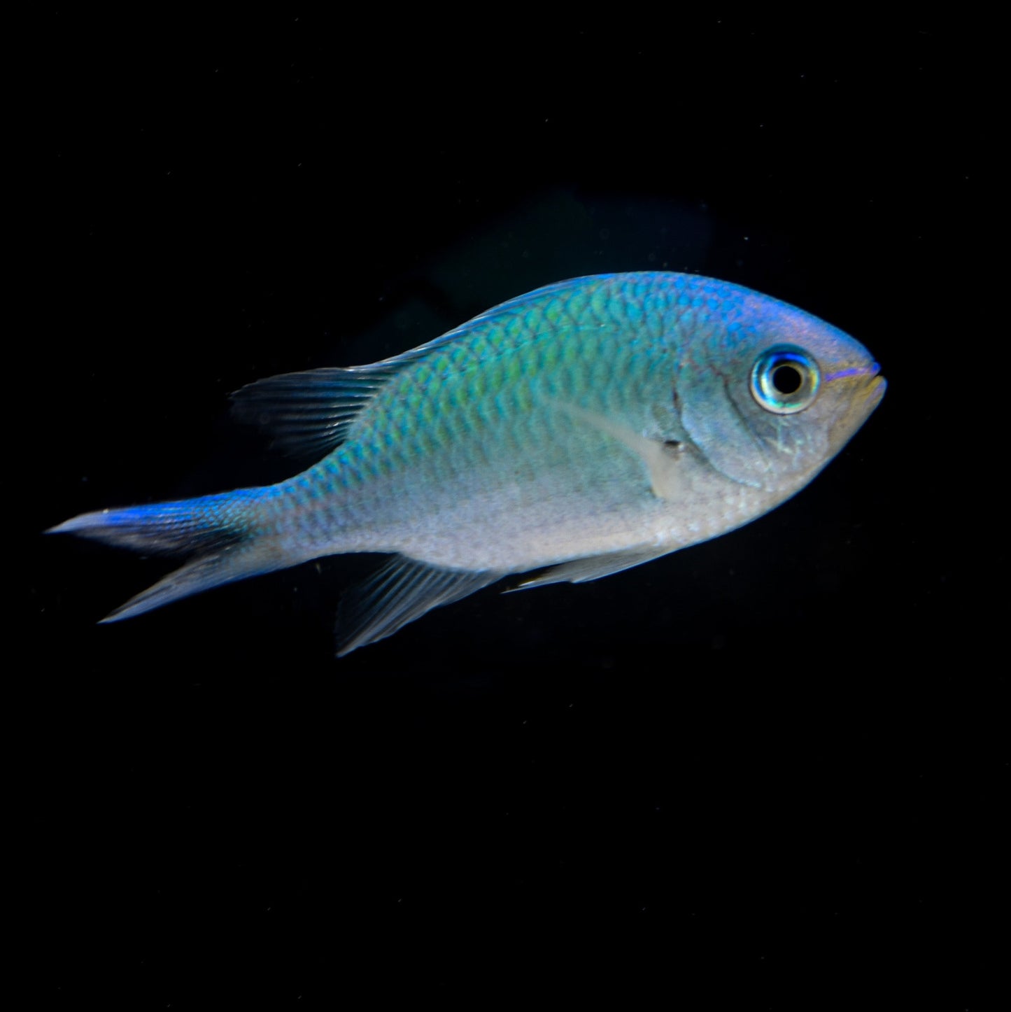 Green Chromis Damselfish