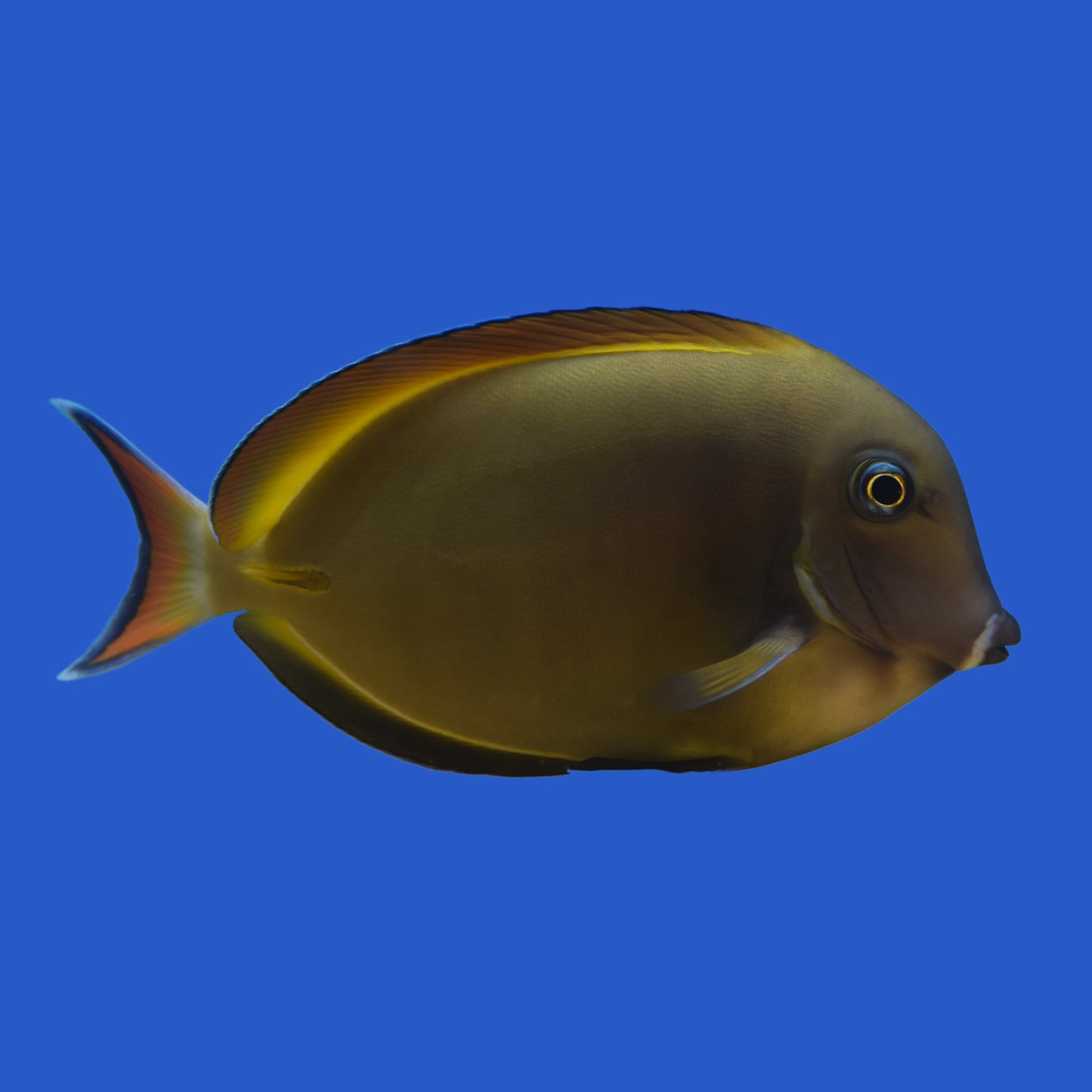 Achilles Hybrid Tang
