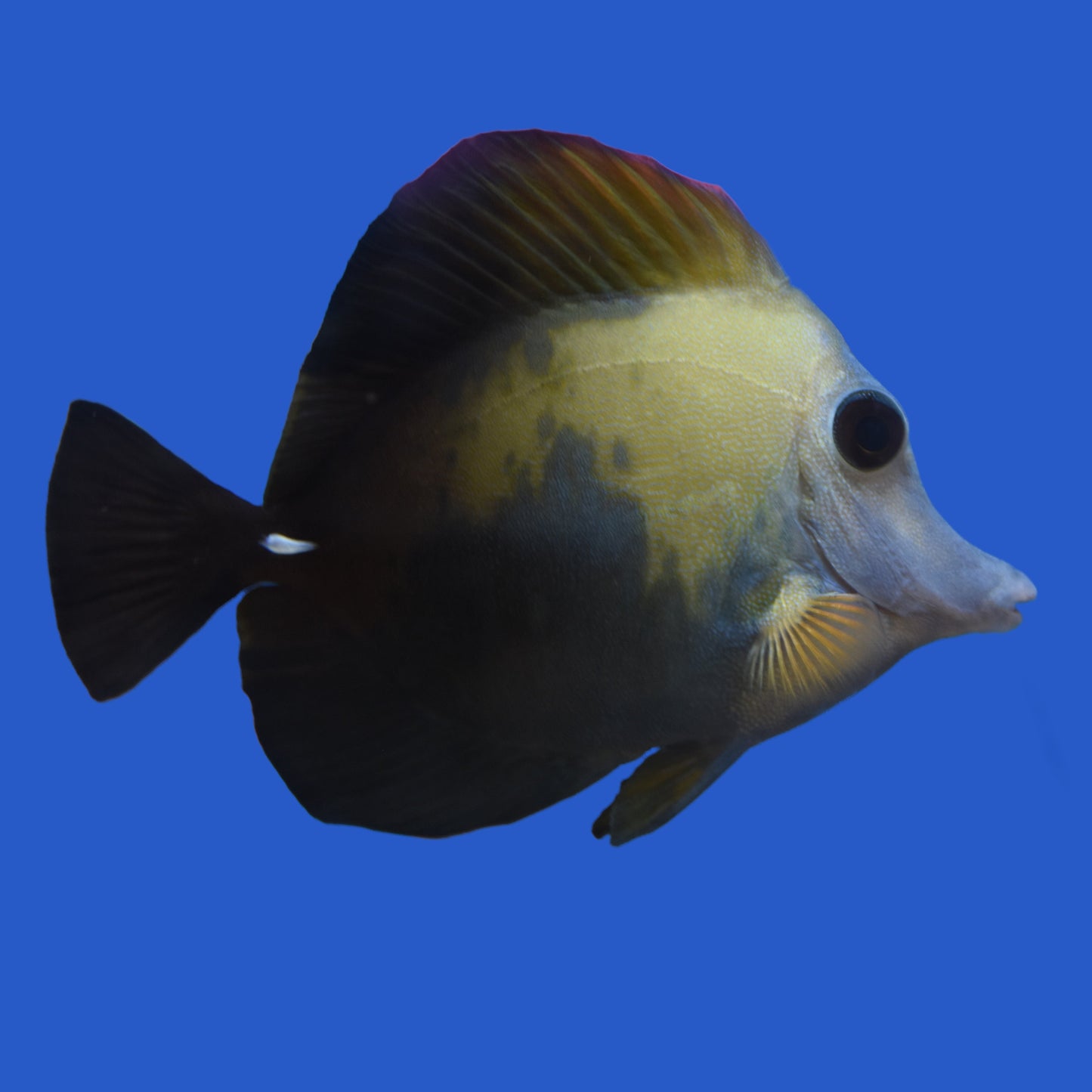 Koi Tang N3 WYSIWYG