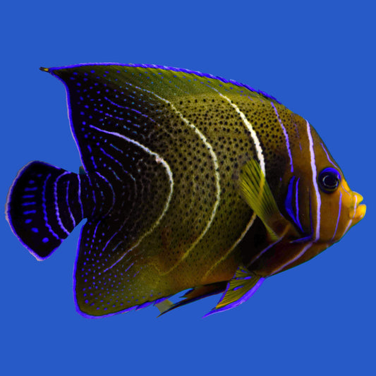 Koran Angelfish