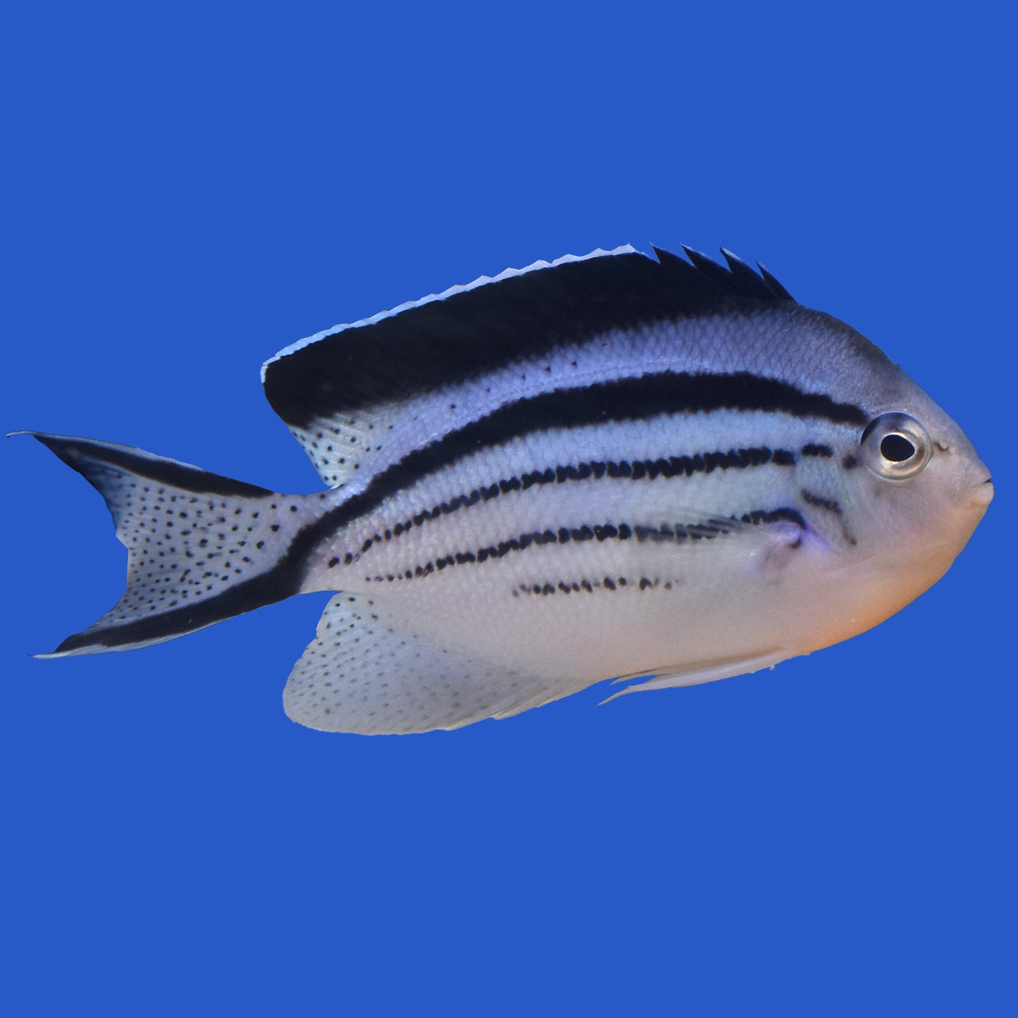 Lamarck Angelfish