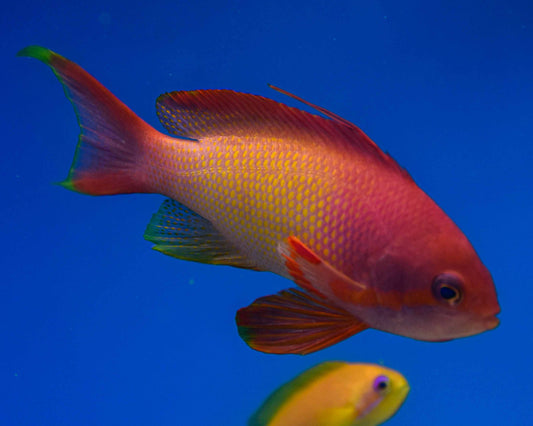 Blue Eye Lyretail Anthias